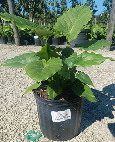 10" Alocasia Odora California 